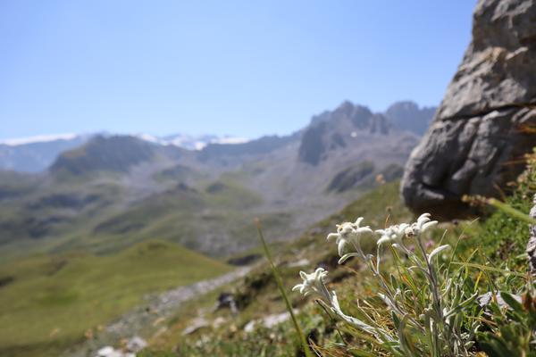 The photo captures a close-up of delicate white Edelweiss flowers thriving on a sunny mountain slope